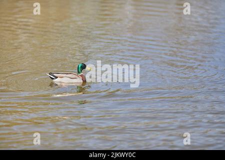 Eine wunderschöne Aufnahme einer männlichen Wildente (Mallard-Ente), die im ruhigen Wasser des Sees bei hellem Sonnenlicht schwimmt Stockfoto