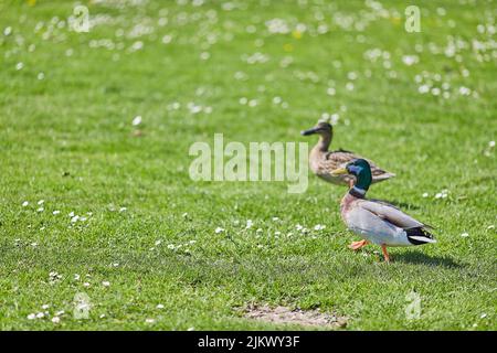 Eine schöne Aufnahme von zwei wilden Enten (Mallard Enten), die an einem schönen sonnigen Tag mit verschwommenem Hintergrund auf dem Gras im Park spazieren gehen Stockfoto