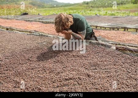 Der Mann riecht nach getrockneten Kaffeebohnen Stockfoto