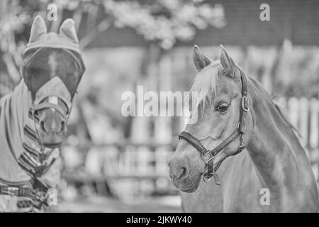 Ein Graustufenporträt von zwei Pferden, von denen eines mit verbundenen Augen auf der Weide um den Stall mit verschwommenem Hintergrund steht Stockfoto