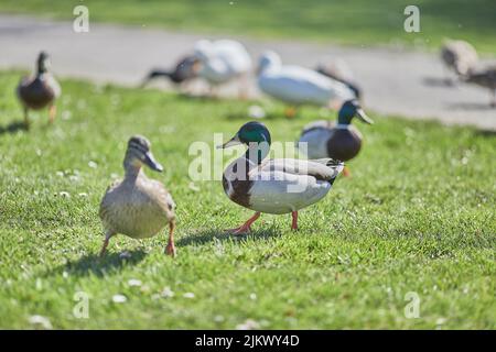 Eine gezielte Aufnahme von Wildenten (Mallard-Enten), die an einem schönen sonnigen Tag mit unscharfem Hintergrund auf dem Gras im Park spazieren Stockfoto