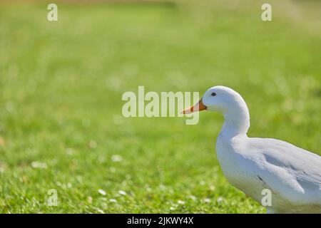 Nahaufnahme einer amerikanischen Pekin-Ente, die im hellen Sonnenlicht mit unscharfem Hintergrund auf dem Gras im Park steht Stockfoto