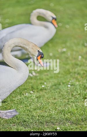 Eine selektive Fokusaufnahme eines stummen Schwans, der in hellem Sonnenlicht auf einem Gras läuft, während ein anderer Schwan im unscharfen Hintergrund zu sehen ist Stockfoto