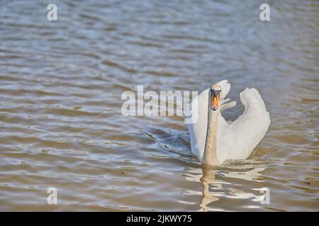 Eine schöne Aufnahme eines stummen Schwans, der im ruhigen Wasser des Sees in hellem Sonnenlicht schwimmend ist Stockfoto