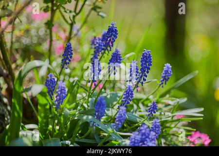 Eine Nahaufnahme von Traubenhyazinthen, die an einem sonnigen Tag mit verschwommenem Hintergrund im Garten wachsen Stockfoto