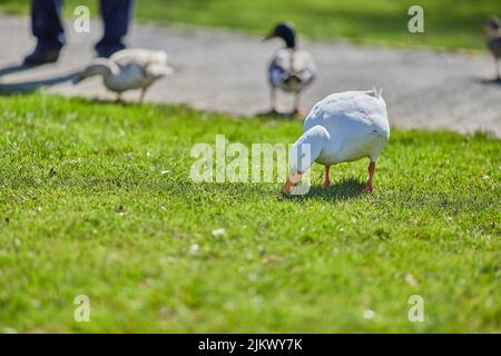 Eine selektive Fokusaufnahme einer amerikanischen Pekin-Ente, die sich im Park bei hellem Sonnenlicht und unscharfem Hintergrund auf dem grünen Gras ernährt Stockfoto