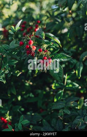 Rote Hagebutten auf wildem Rosenbusch. Rosa rugosa im Sommer. Stockfoto