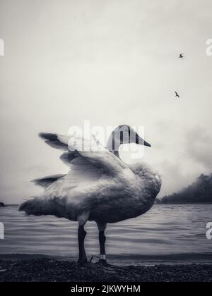 Nahaufnahme eines Schwans an einem nebligen Tag auf der Seeseite Stockfoto