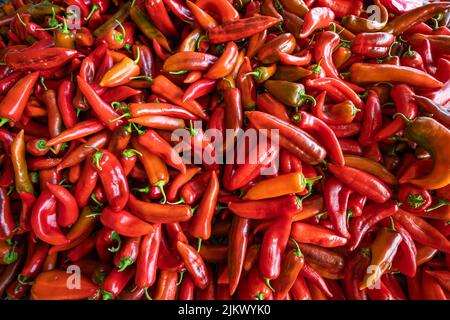 Viel rote Paprika, Paprika oder würzig, als Hintergrund für die Landwirtschaft und die landwirtschaftliche Produktion Stockfoto