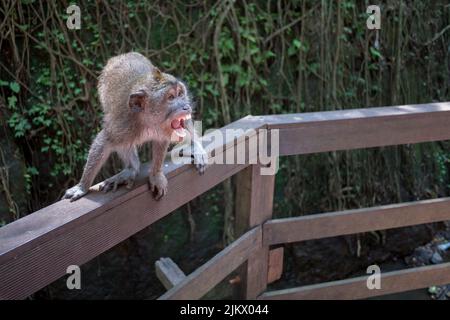 Ein wütender und aggressiver Affe in einem Park in Bali, Indonesien Stockfoto