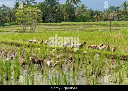 Eine Herde Enten auf einem Reisfeld in Bali, Indonesien Stockfoto