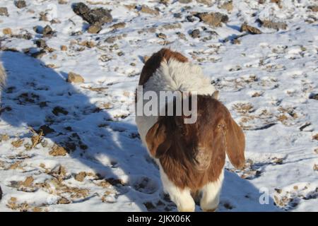 Eine Ansicht von brauner und weißer Ziege, die auf verschneitem Boden steht und die Kamera anschaut Stockfoto