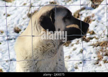 Eine Nahaufnahme des Kangal-Hundes, der im Winter Seite hinter Drahtzäunen blickt Stockfoto