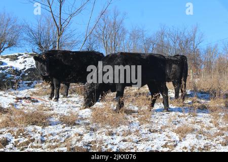 Ein Blick auf den schwarzen Aberdeen Angus, der auf schneebedecktem Feld grast Stockfoto