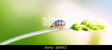 Rosmarinkäfer, Chrysolina americana, Insekt, das auf einem Stiel läuft Stockfoto