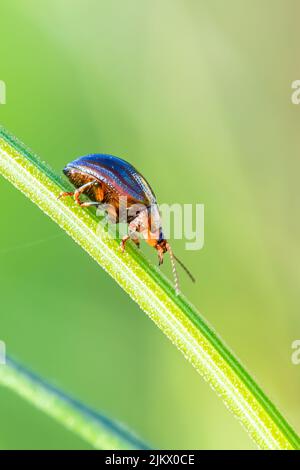 Rosmarinkäfer, Chrysolina americana, Insekt, das auf einem Stiel läuft Stockfoto