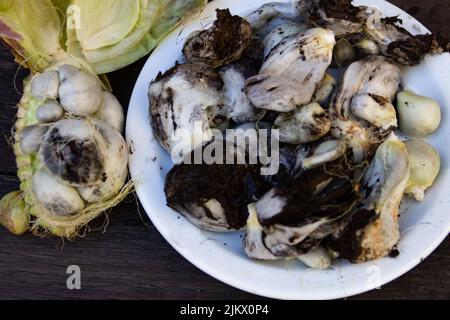 Gericht mit geschälten Huitlacoche und Kochzutaten auf rustikalem Holz Stockfoto