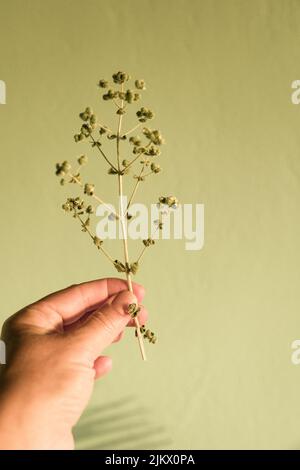 Hand hält minimal Bouquet auf gelbgrünen Hintergrund Nahaufnahme. Schöne trockene Oregano-Pflanze. Stilvolles, minimalistisches Blumenarrangement, launisches Bild Stockfoto