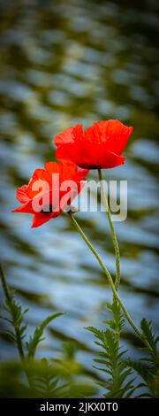 Zwei blühende Mohnblumen mit Wasser im Hintergrund Stockfoto