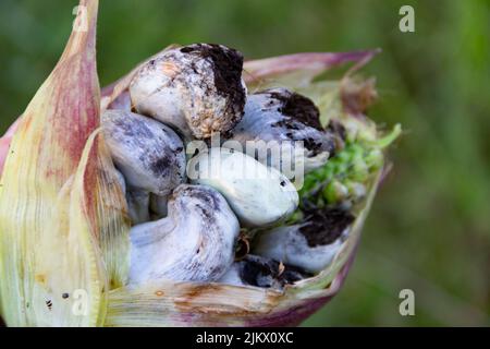 Nahansicht des Huitlacoche-Pilzes, der auf Mais wächst Stockfoto