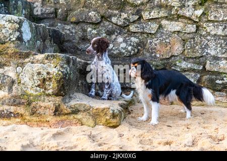 Ein englischer Setter Hund und ein Kavalier King Charles, zwei Welpen spielen am Strand Stockfoto