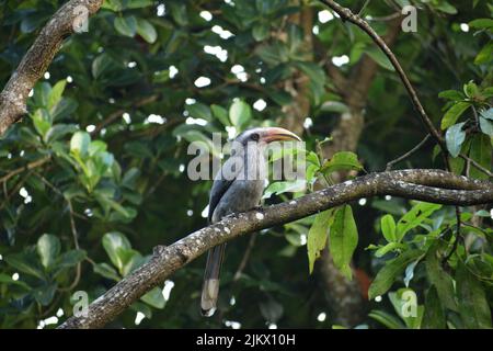 Nahaufnahme eines Hornbills, der auf einem Ast sitzend ist Stockfoto