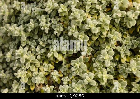 Draufsicht auf die grünen Blätter des wildlebenden griechischen kretischen Oreganos in den Bergen. Stockfoto