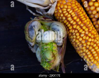 Mais mit Huitlacoche und gesunden Maiskolben auf rustikalem Holz Stockfoto