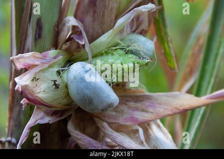 Nahansicht des Huitlacoche-Pilzes, der auf Mais wächst Stockfoto