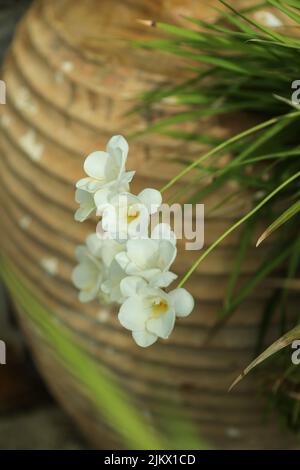 Weiße Freesie-Blüten auf dünnen Stielen, selektiver Fokus gegen verschwommene Terrakotta-Topf und grüne Blätter. Gartenkonzept im Frühling. Stockfoto