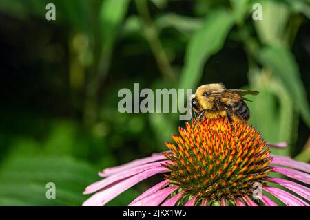 Eine behaarte Hummel, mit Pollen bedeckt, fliegt um die Blüten auf der Suche nach Nektar. Stockfoto