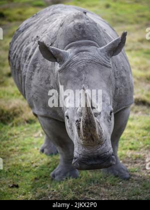 Eine vertikale Aufnahme eines Nashorns im Zoo bei Tageslicht Stockfoto