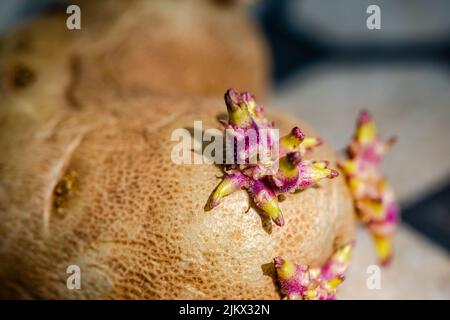 Makrofotografie - Kartoffelkeimlinge im Russ Stockfoto