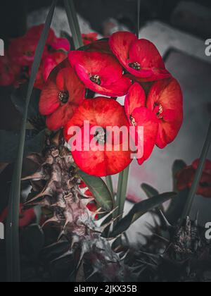 Eine blühende rote, blumige Pflanze aus der Farbe der euporbia milii blüht auf verschwommenem Hintergrund Stockfoto