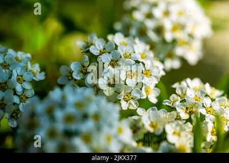 Makrofotografie - Spiraea x vanhouttei Stockfoto