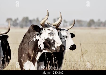 Eine selektive Aufnahme einer Herde Kühe mit schwarz-weiß gemusterter Haut auf dem Ackerland Stockfoto