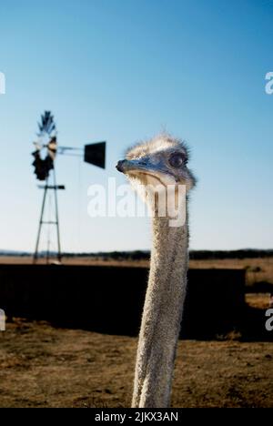 Ein vertikales Porträt eines gewöhnlichen Straußes (Struthio camelus) mit großen Augen auf dem Feld mit einer Windmühle Stockfoto