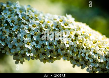 Makrofotografie - Spiraea x vanhouttei Stockfoto