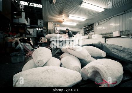 Ein ostasiatischer Rüde, der auf dem Tsukiji-Fischmarkt in Tokio, Japan, einen gefrorenen Thunfisch aufhaart Stockfoto