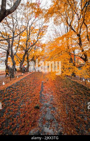 Ein vertikaler Blick auf einen schönen Pfad mit Bäumen im Herbst in Japan Stockfoto