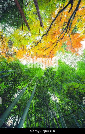 Eine vertikale Aufnahme von Bäumen aus tiefem Winkel gegen den Himmel in Bamboo Grove, Kyoto, Japan Stockfoto