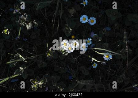 Schöne Kamillenblüten im Wald Stockfoto