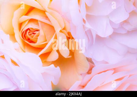 Eine Nahaufnahme von schönen Rosen, perfekt für den Hintergrund Stockfoto