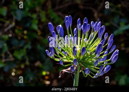 Nahaufnahme der Knospen einer afrikanischen Lilie (Agapanthus) Stockfoto