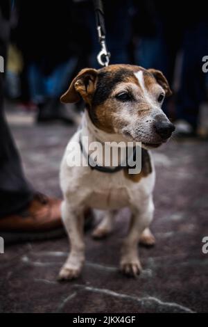 Bild eines vertikalen Porträts eines kleinen weißen Hundes mit schwarzen und braunen Flecken auf einer Leine, die von seinem Besitzer gehalten wird, während er auf der Straße spazierengeht. Pet-Konzept Stockfoto