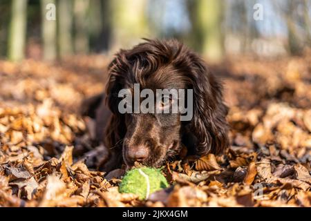 Ein Nahaufnahme-Porträt eines niedlichen schwarzen Cocker Spaniel Welpen, der mit einem Tennisball spielt, der von Blättern umgeben ist Stockfoto