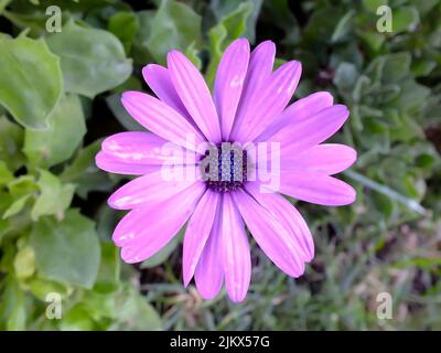 Nahaufnahme der violetten afrikanischen Gänseblümchen-Blume mit verschwommenem grünen Hintergrund Stockfoto