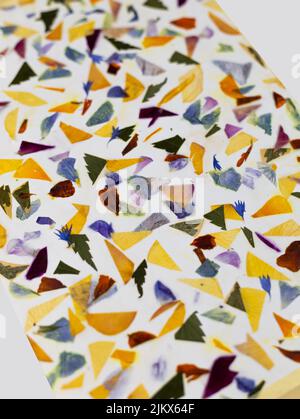 Zeitgenössische botanische Kunst von gepressten Blumen. Oshibana. Geometrische Zusammensetzung von getrockneten Pflanzen im memphis-Stil. Getrocknete Blütenblätter imitieren Terrazz Stockfoto