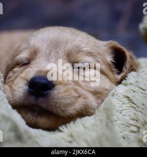 Nahaufnahme eines Golden Retriever Welpen, der auf einem weichen Stoff liegt und schläft Stockfoto