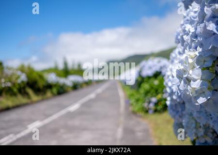 Azoren, leere blumige Straße mit schönen Hortensien-Blumen in selektivem Fokus auf der Straße in Lagoa Sete Cidades. Insel São Miguel, in der Açores Stockfoto